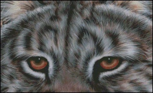 (image for) Eyes of the Predator
